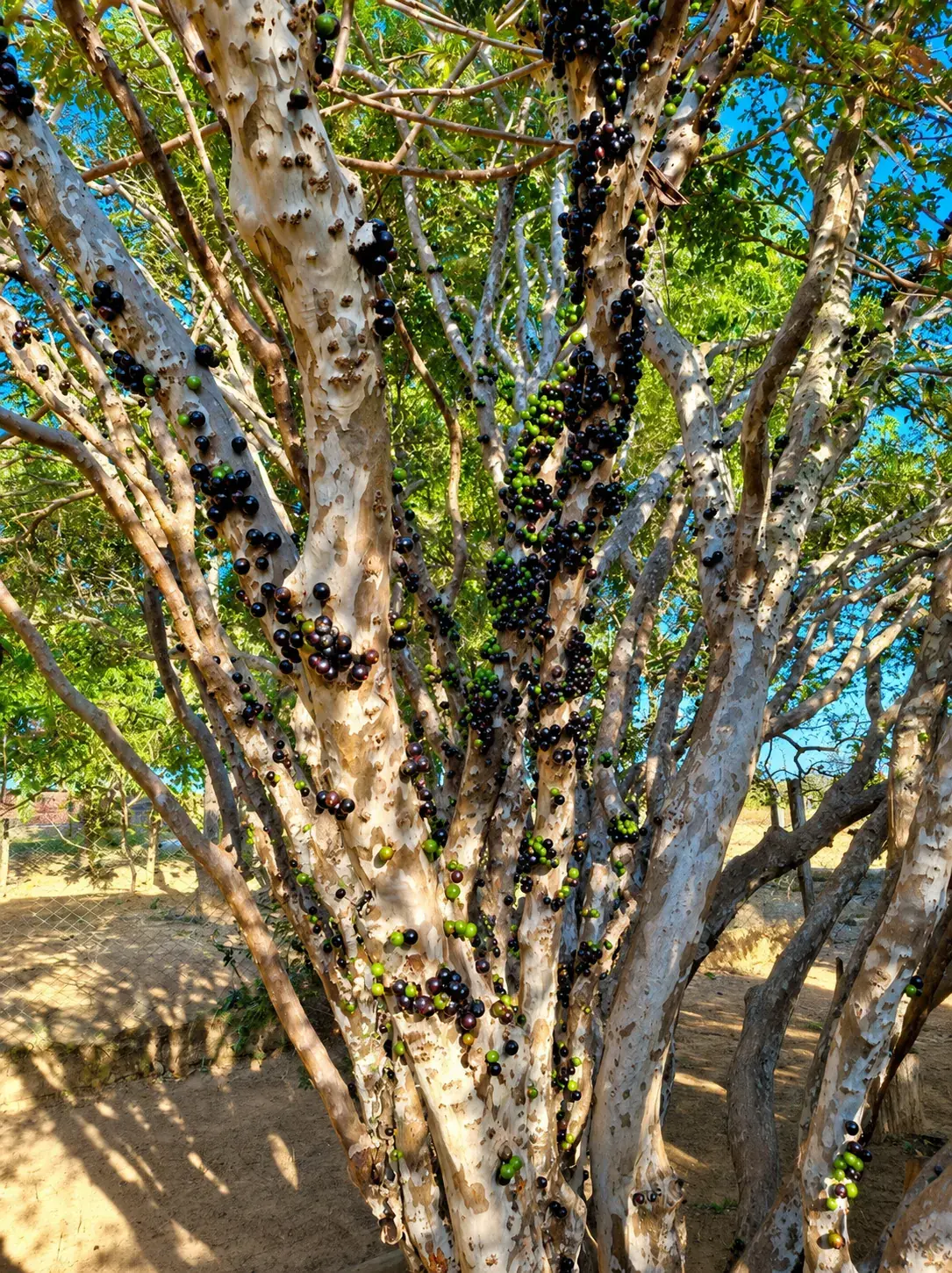 Jabuticabeira